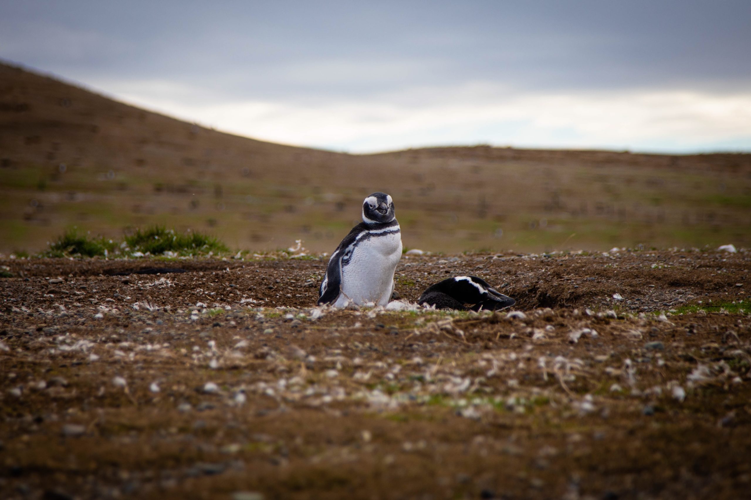 A penguin in its home near Punta Arenas