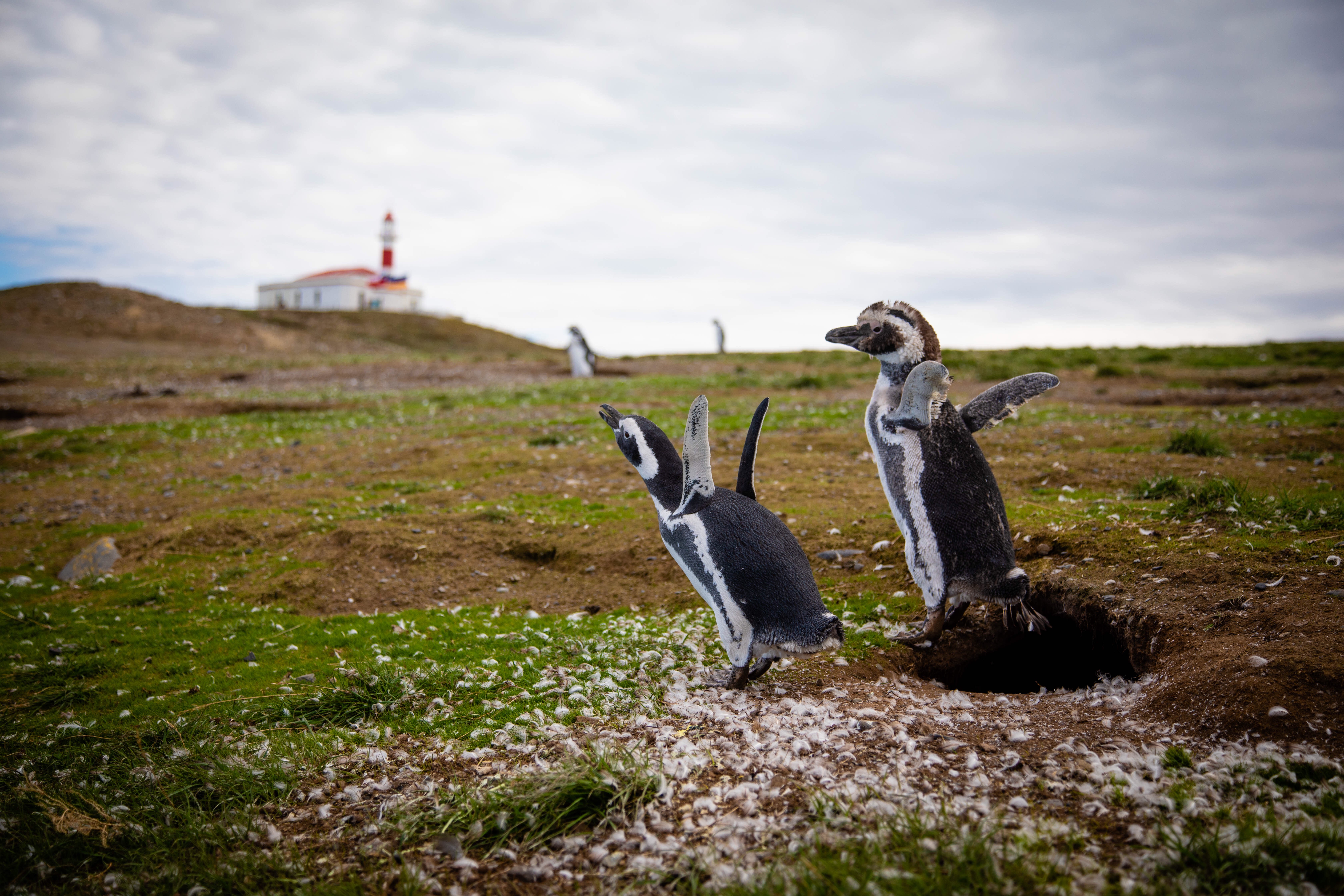 Penguins and lighthouse on Magdalena Island near Punta Arenas