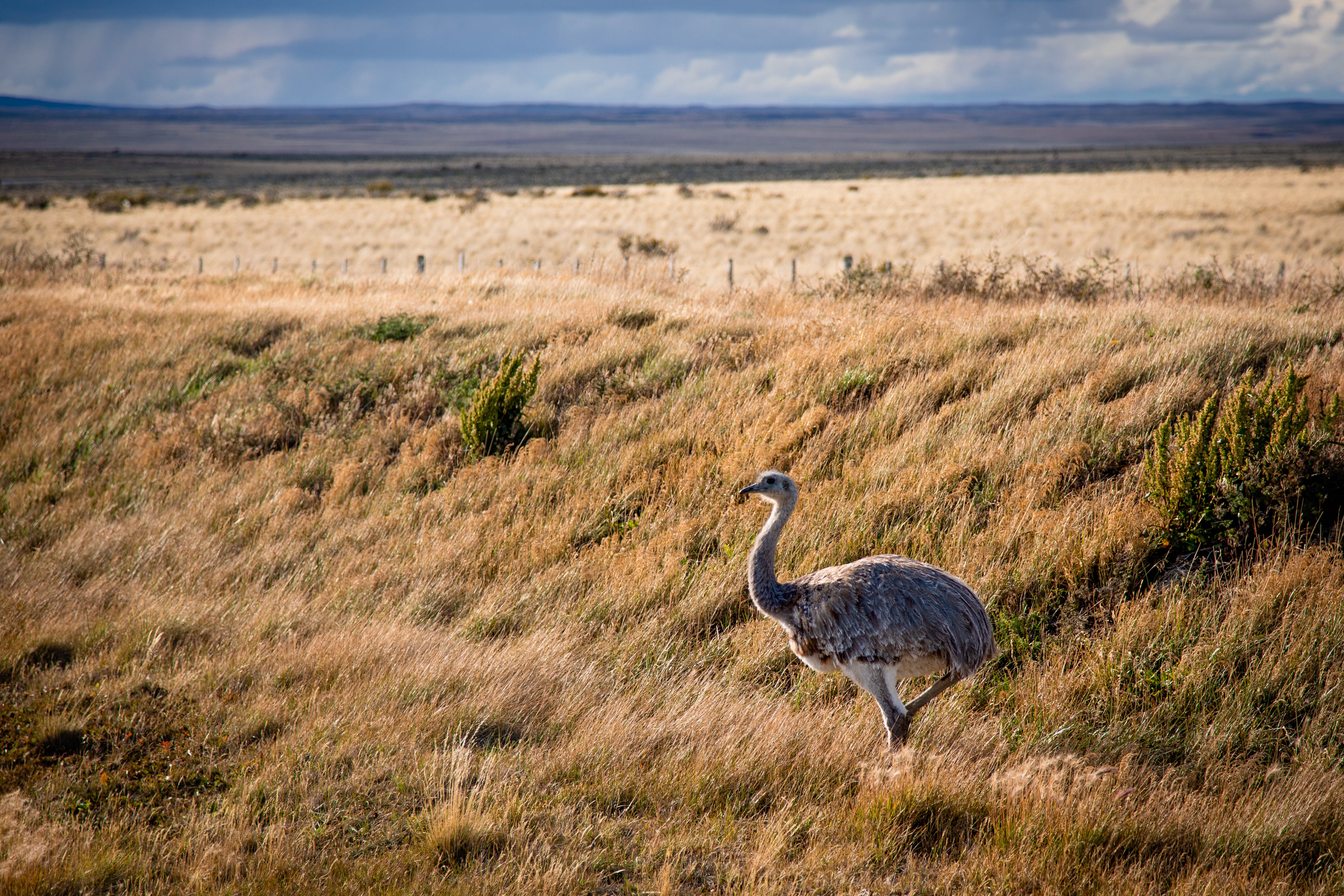 Rheas on the side of the road near Punta Arenas