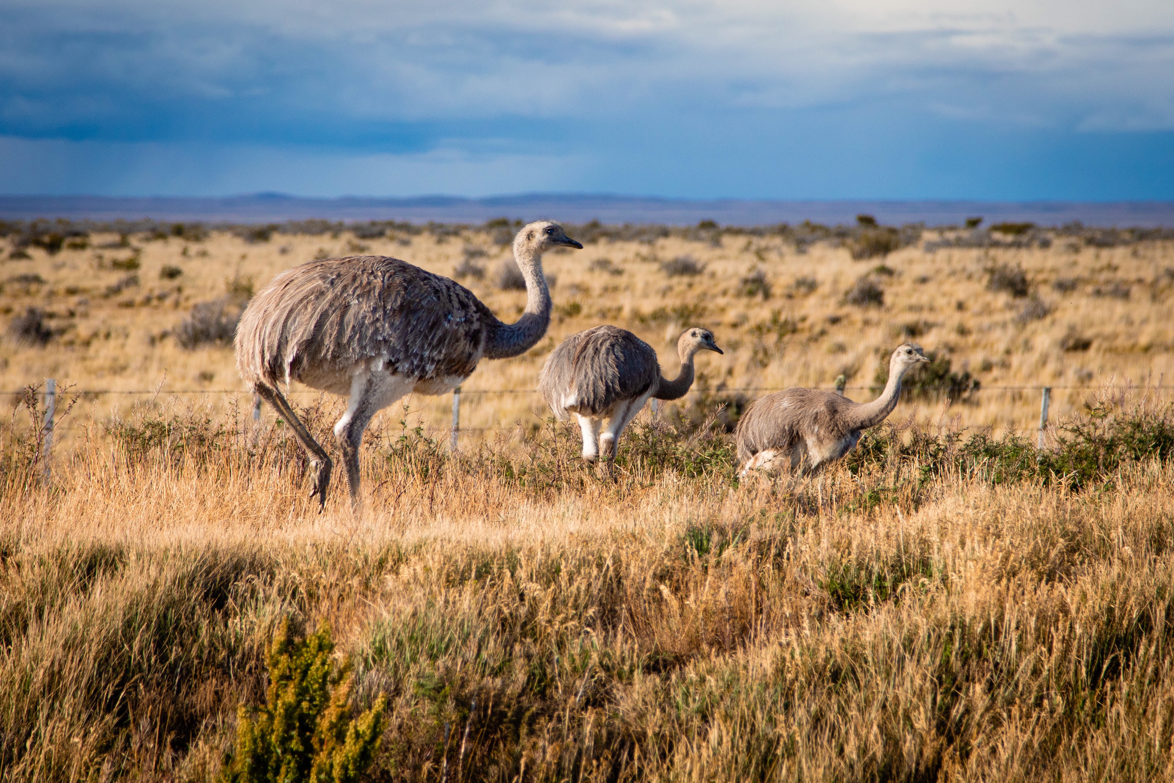 A mother Rhea and her babies on the side of the road in Punta Arenas