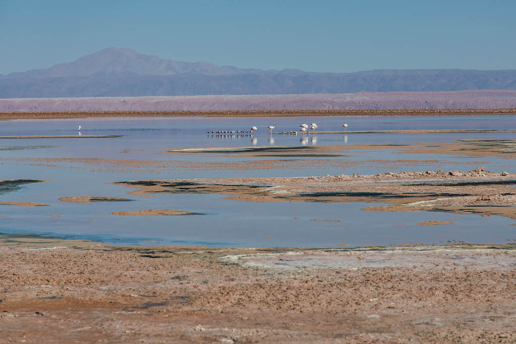 Flamingos seen at the Laguna Chaxa in the Atacama Desert in Chile